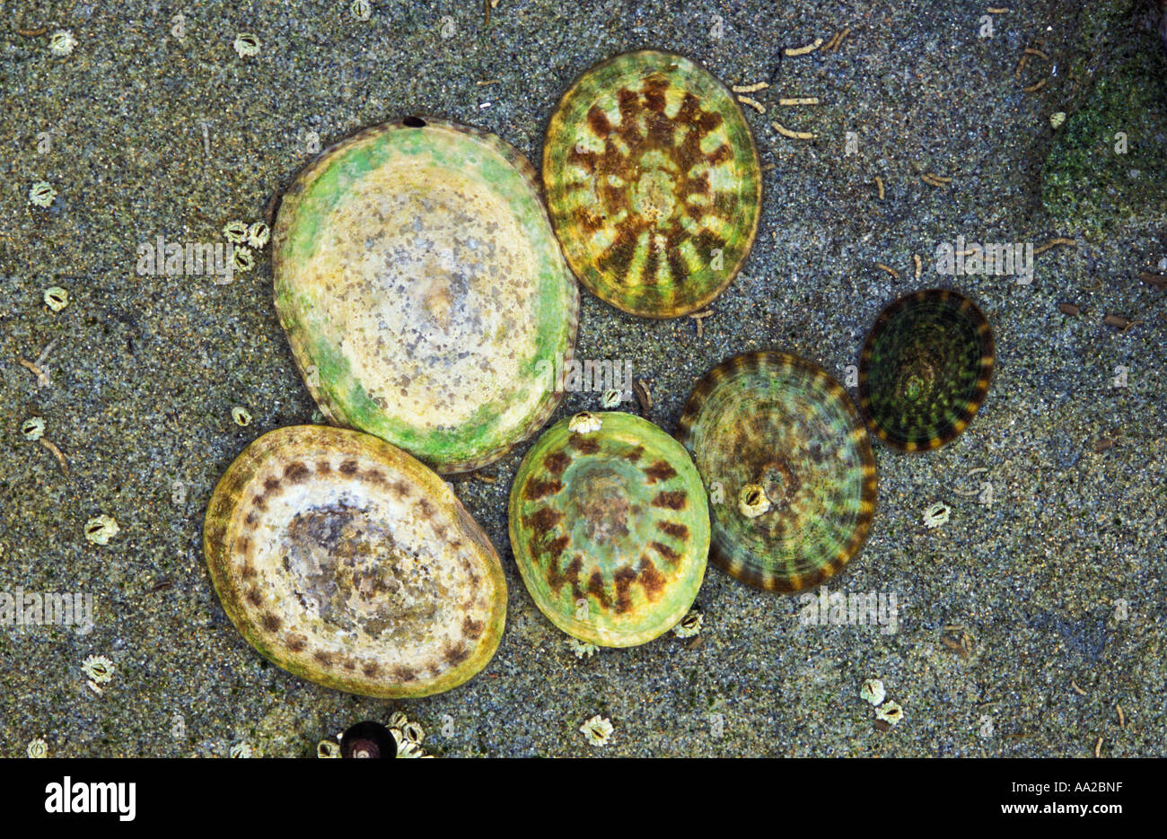 ns54. limpets, Notoacmea scutum, in tidepools grazing on algae. British Columbia, Canada. Photo Copyright Brandon Cole Stock Photo