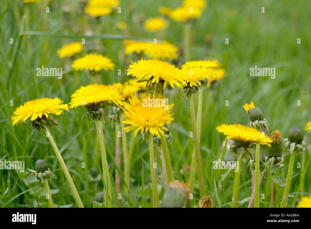dandylion weed yellow Taráxacum officinále botany weed Stock Photo Alamy