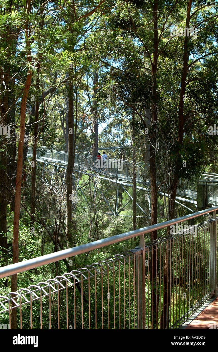 Tree Top Walk, near Pemberton, Western Australia. Zigzag metal walkway