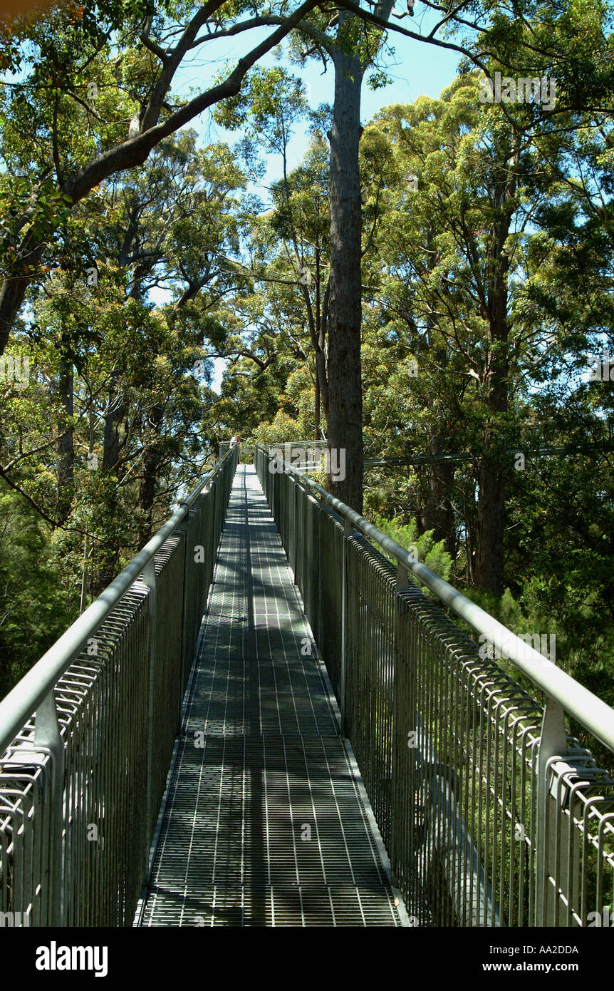 Tree Top Walk, near Pemberton, Western Australia. View straight down