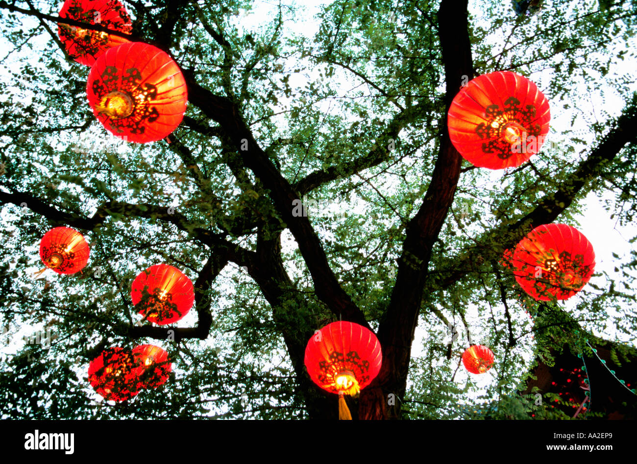 Denmark, Copenhagen, Chinese lanterns hanging on tree in Tivoli gardens, low angle view Stock Photo