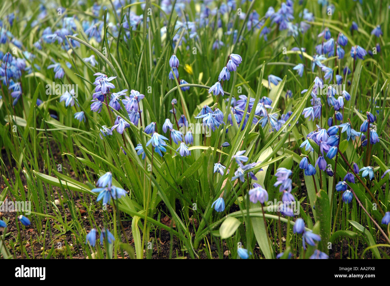 Siberian Squill Scilla Sibirica Flowers Stock Photo - Alamy