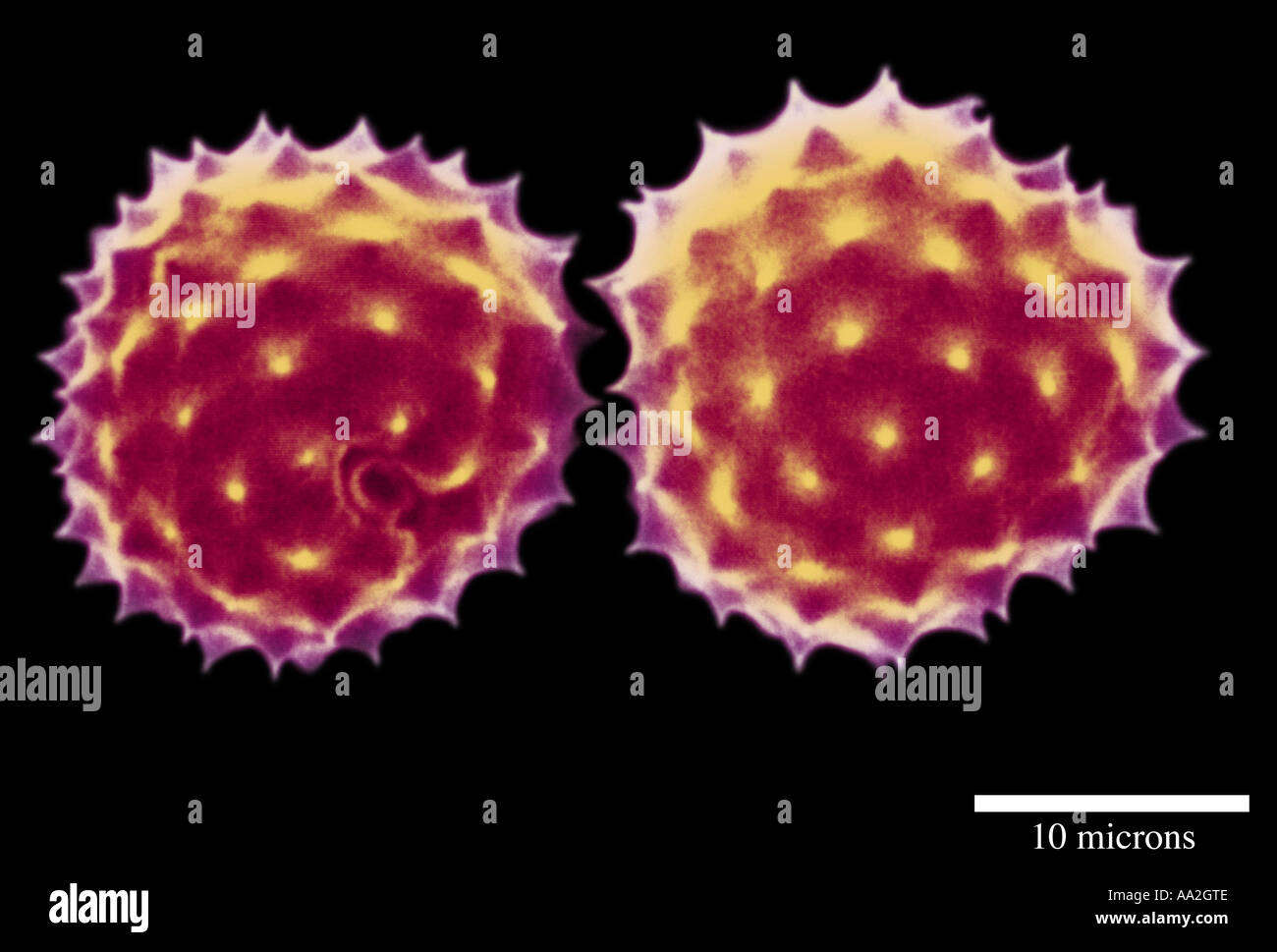 scanning electron micrograph of pollen grain Stock Photo