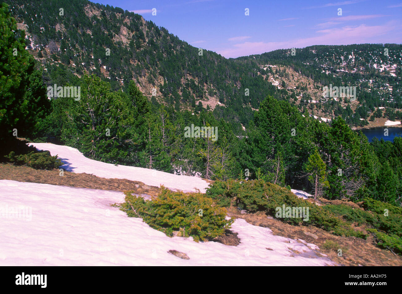 Pines, Pinus mugo. Wood and snow. Pyrenes. Girona Province. Spain Stock Photo