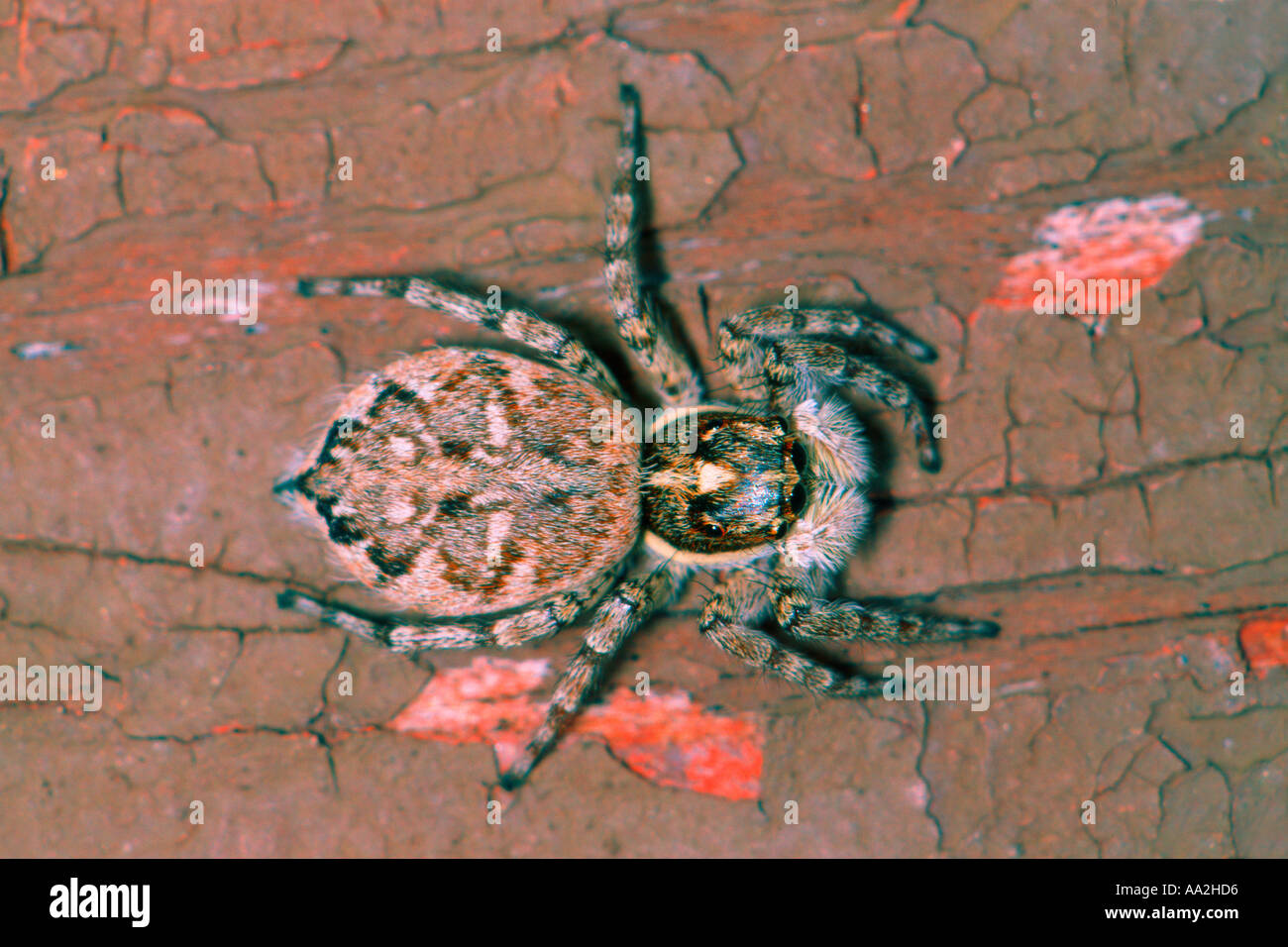 Jumping Spider, Sitticus sp Stock Photo - Alamy