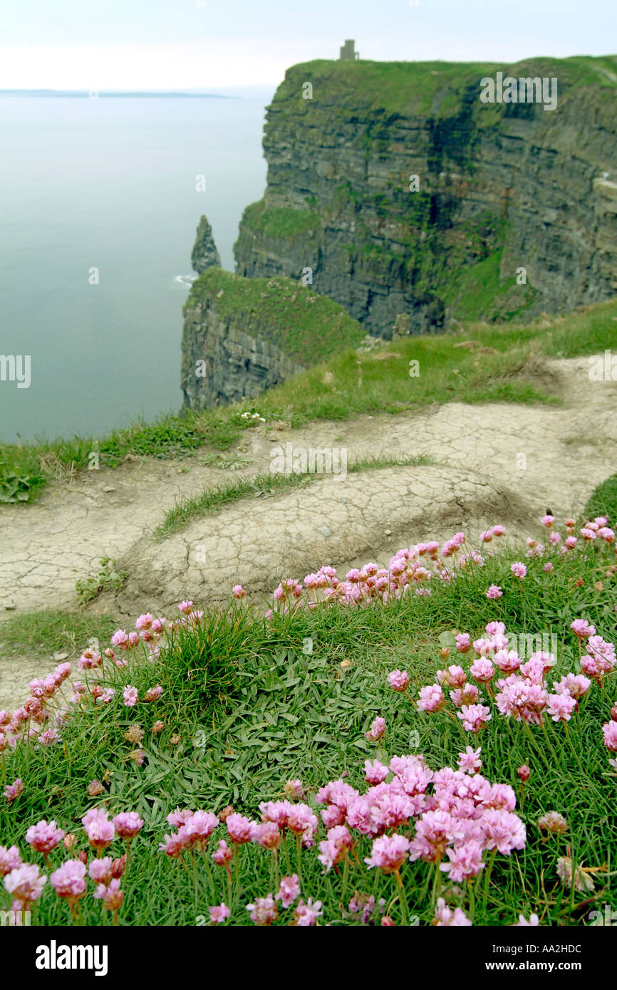 Flowers growing on the Cliffs of Moher (also known as the the Cliffs of Mohair) in County Clare, west Ireland. Stock Photo