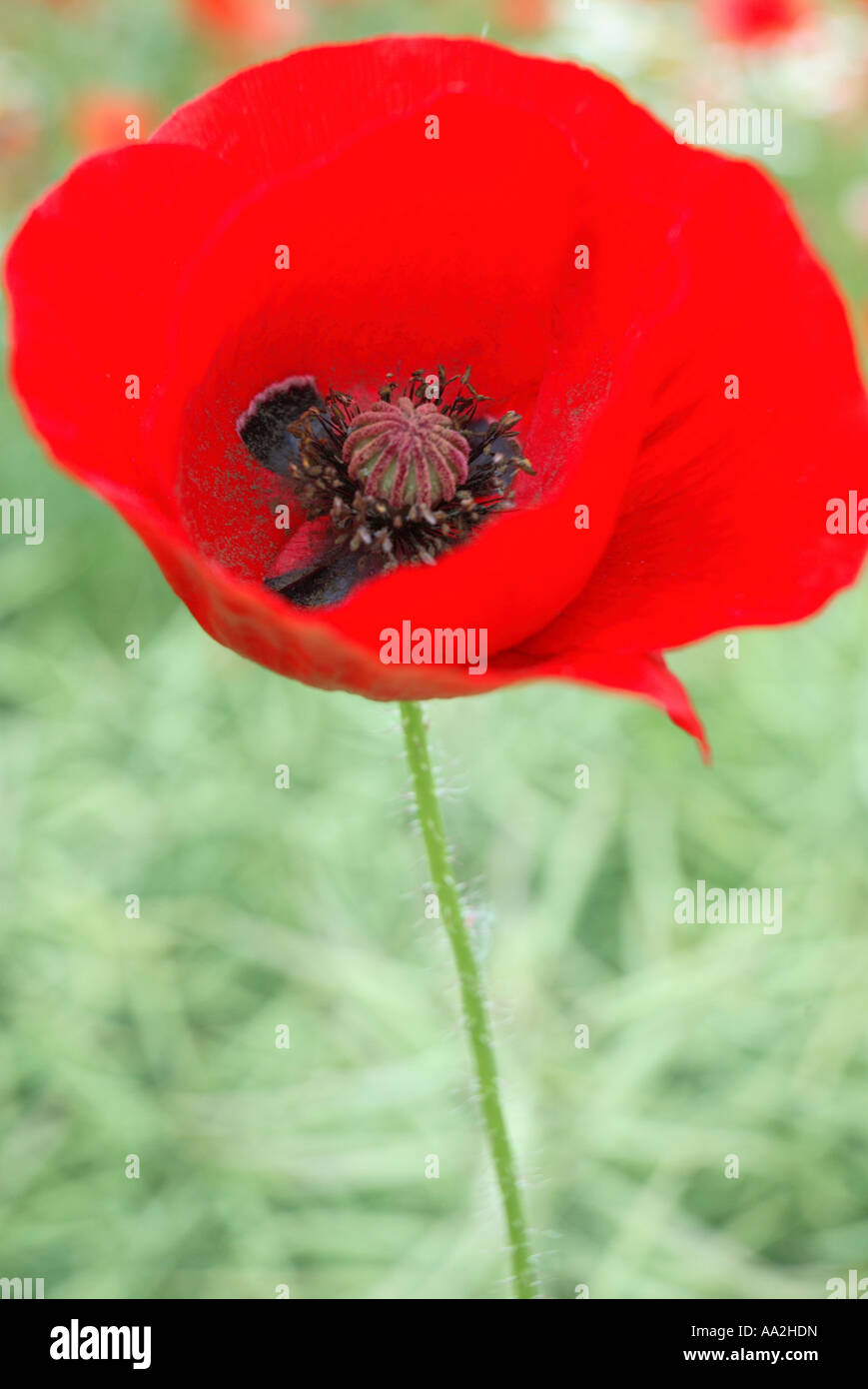 Red poppy with black spots hi-res stock photography and images - Alamy