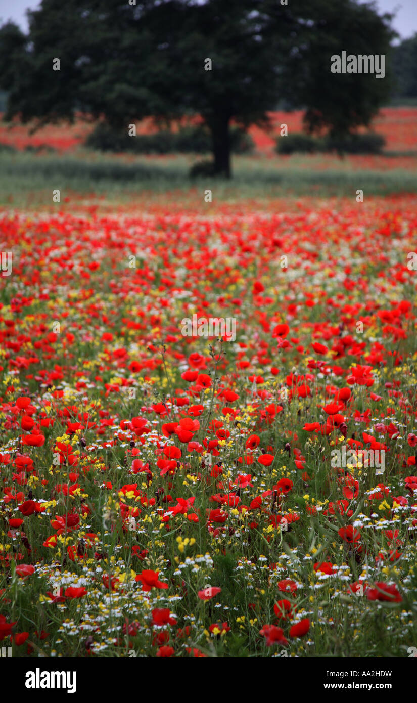 Red poppy with black spots hi-res stock photography and images - Alamy