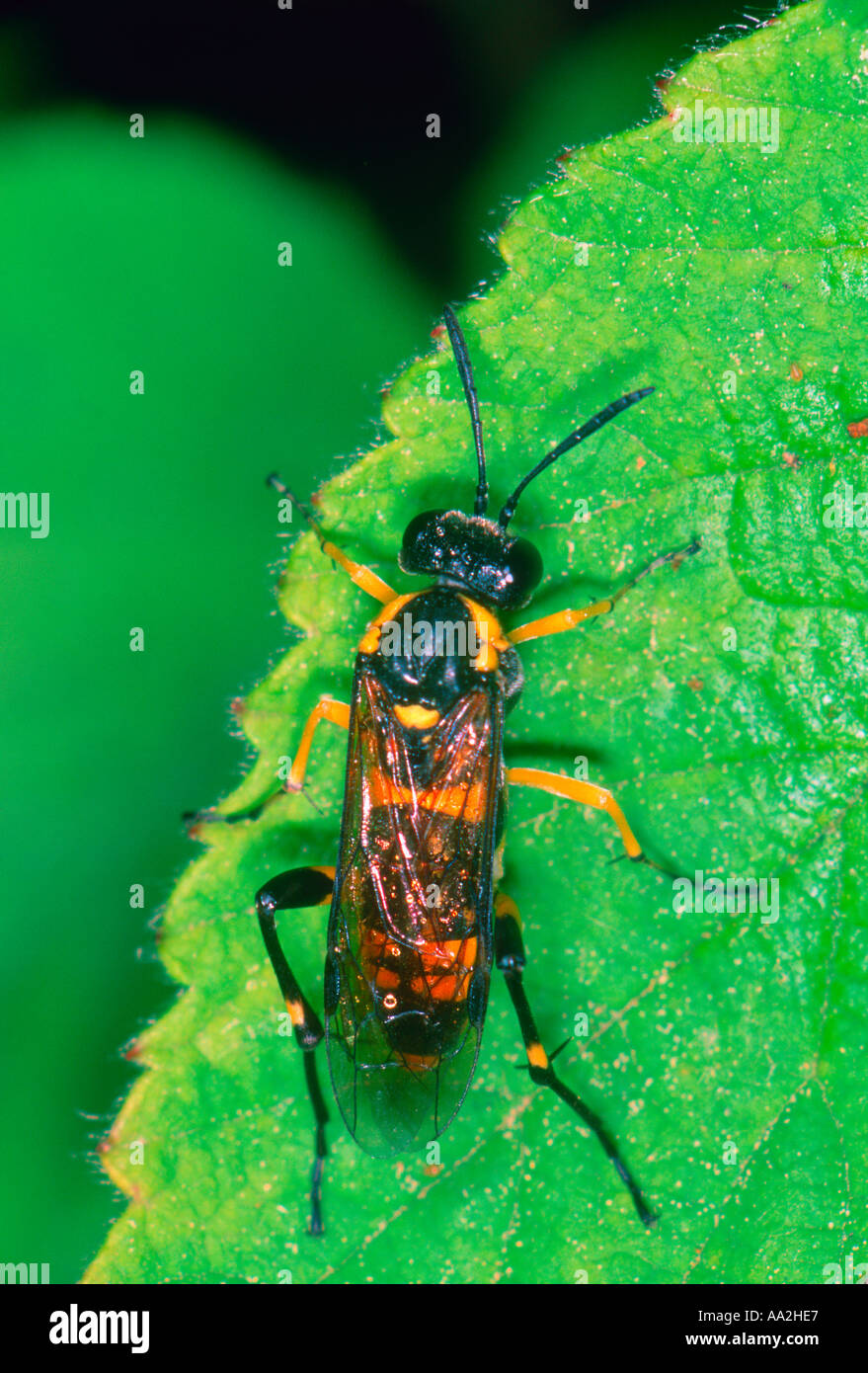 Sawfly, Macrophya rustica. On leaf. Top view Stock Photo