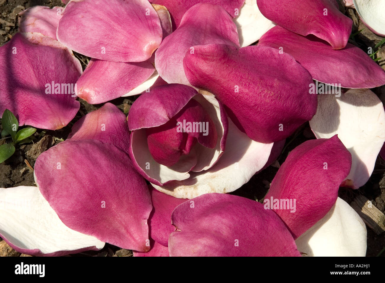 Fallen saucer magnolia petals background Stock Photo Alamy