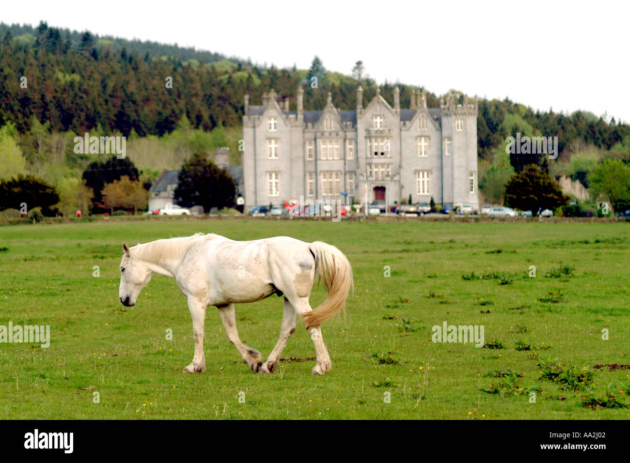 A white horse in front of Kinnity Castle in County Offaly, Ireland. Stock Photo