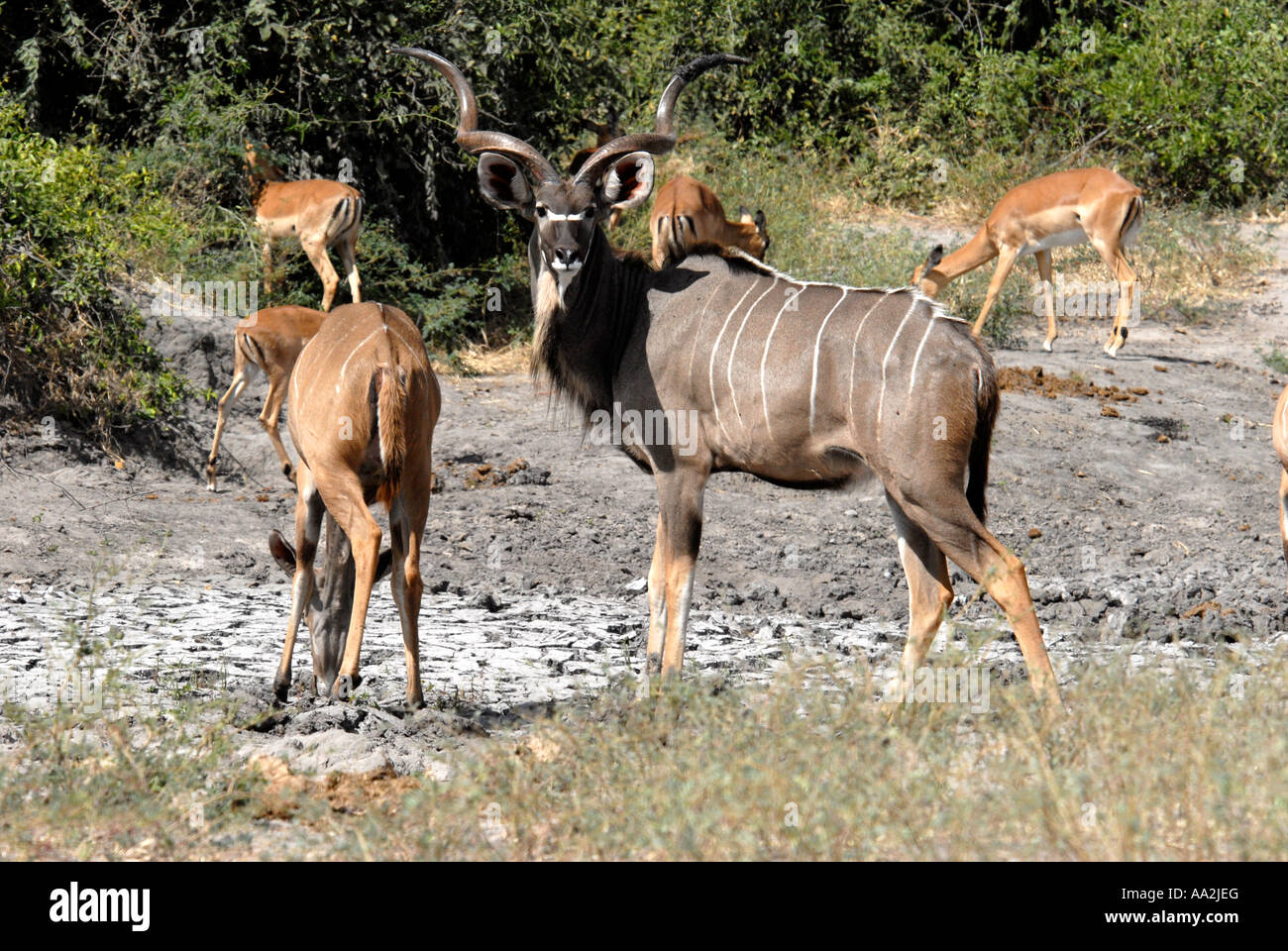 Kudu Chobe National Park Botswana Southern Africa Stock Photo