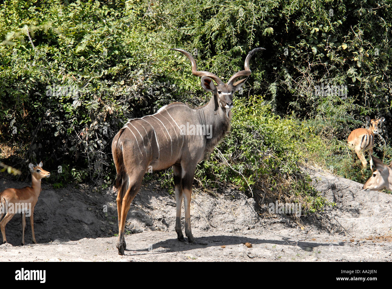 Kudu Chobe National Park Botswana Southern Africa Stock Photo