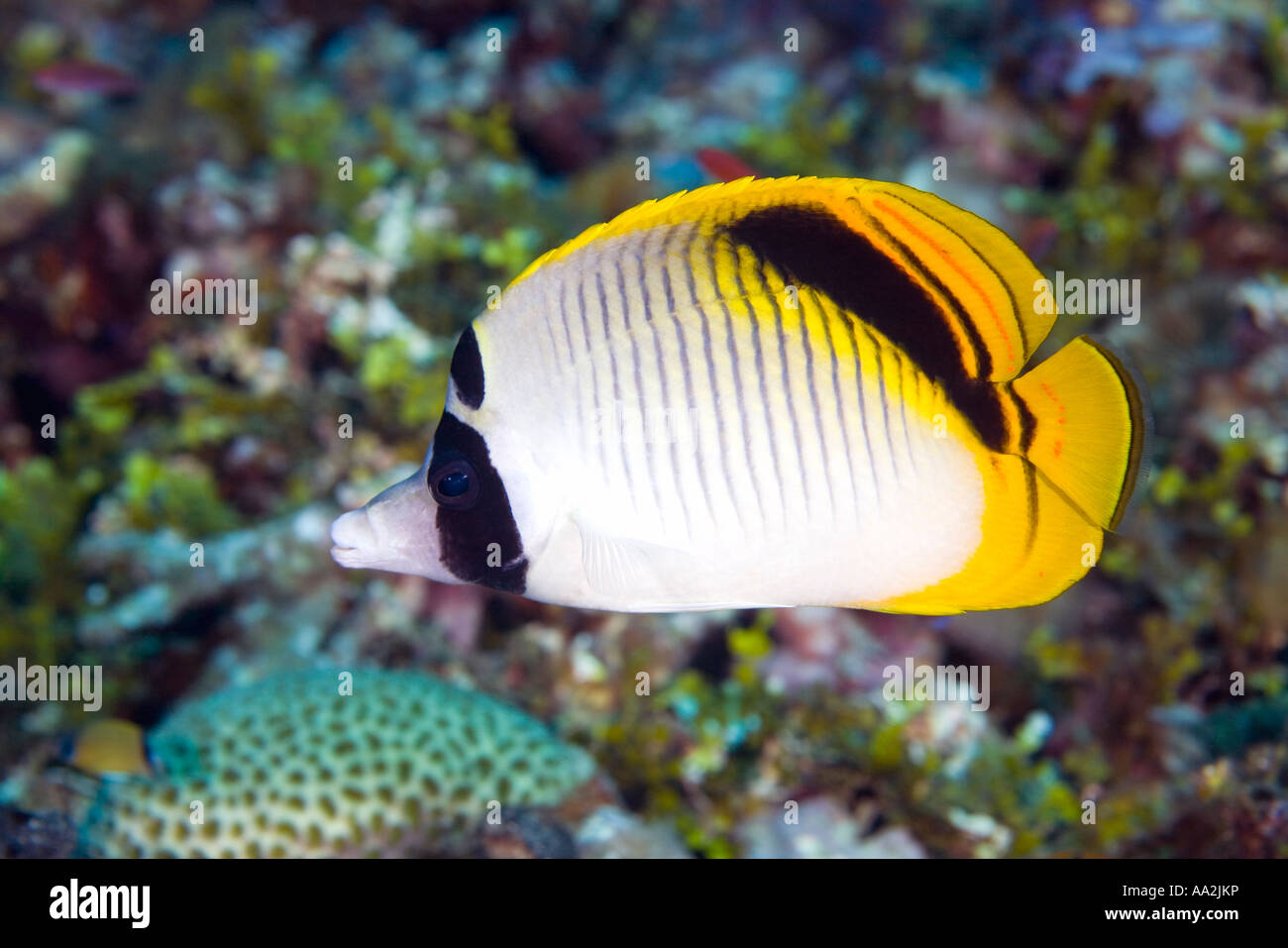 Spot-Nape or Pig Face Butterflyfish, Chaetodon oxycephalus, swimming over coral reef Stock Photo