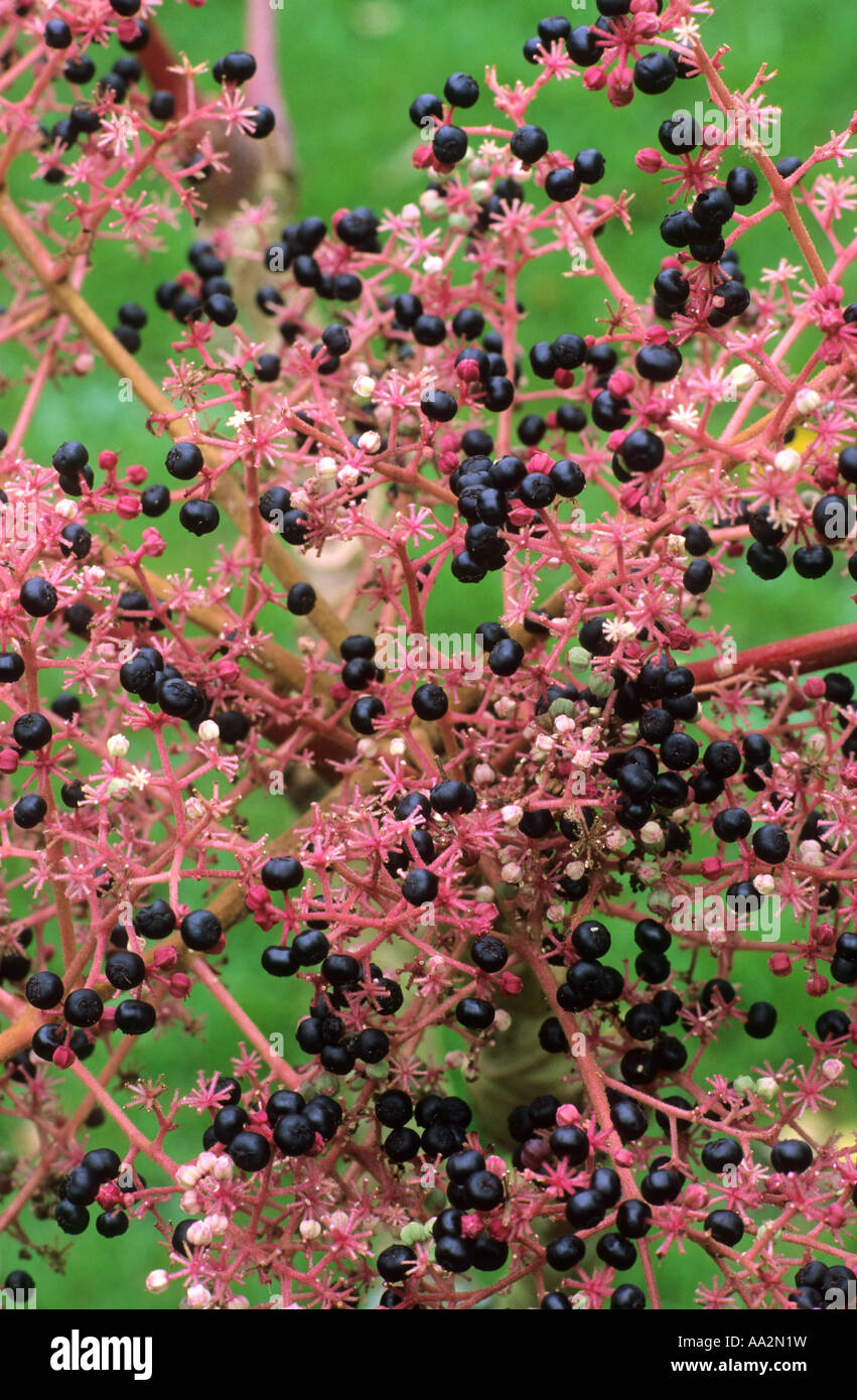 Aralia elata 'Aureovariegata', fruits, berries, Autumn, garden plant Stock Photo