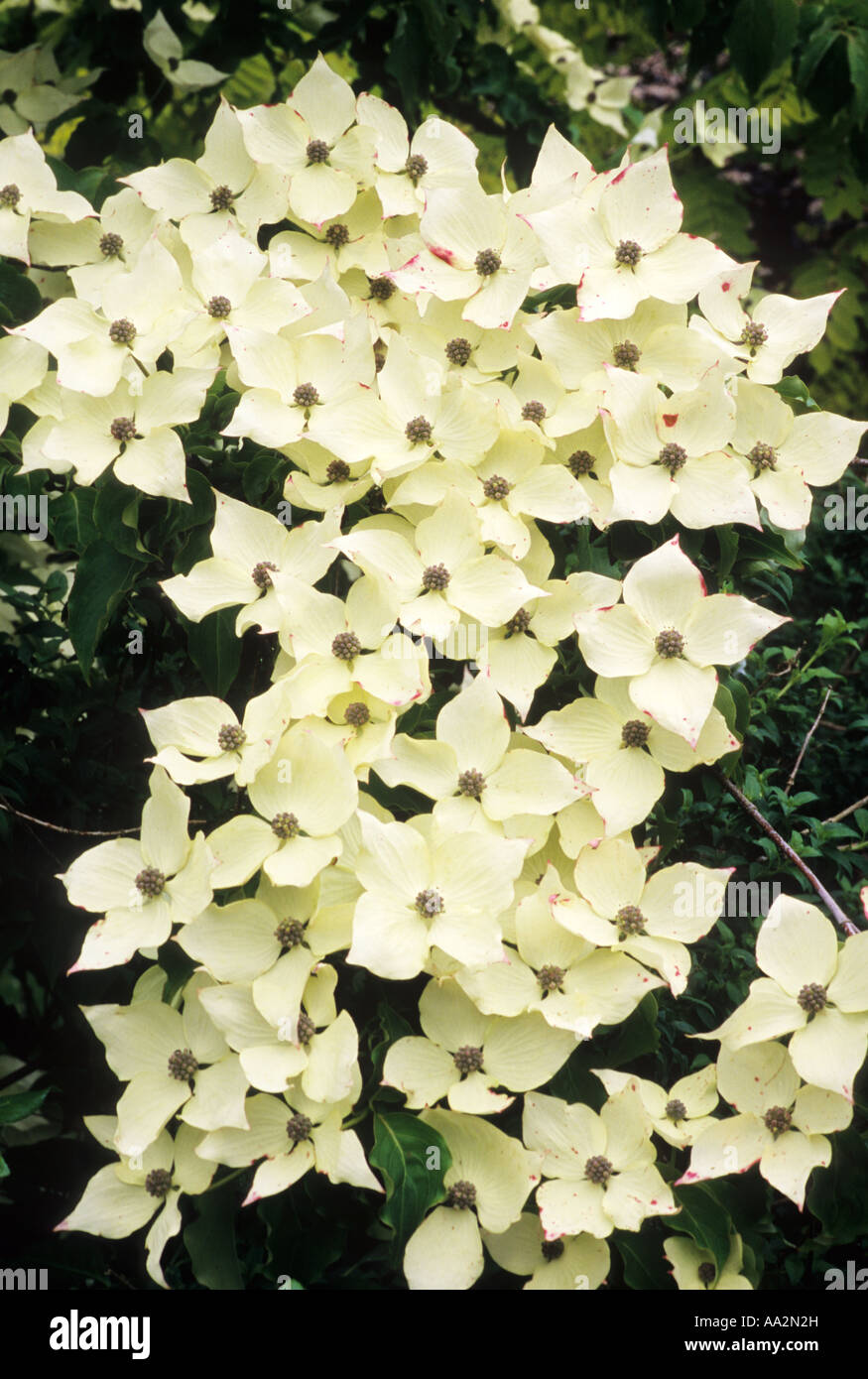 Cornus kousa var. chinensis, Dogwood, white flower, garden plant, dogwoods Stock Photo