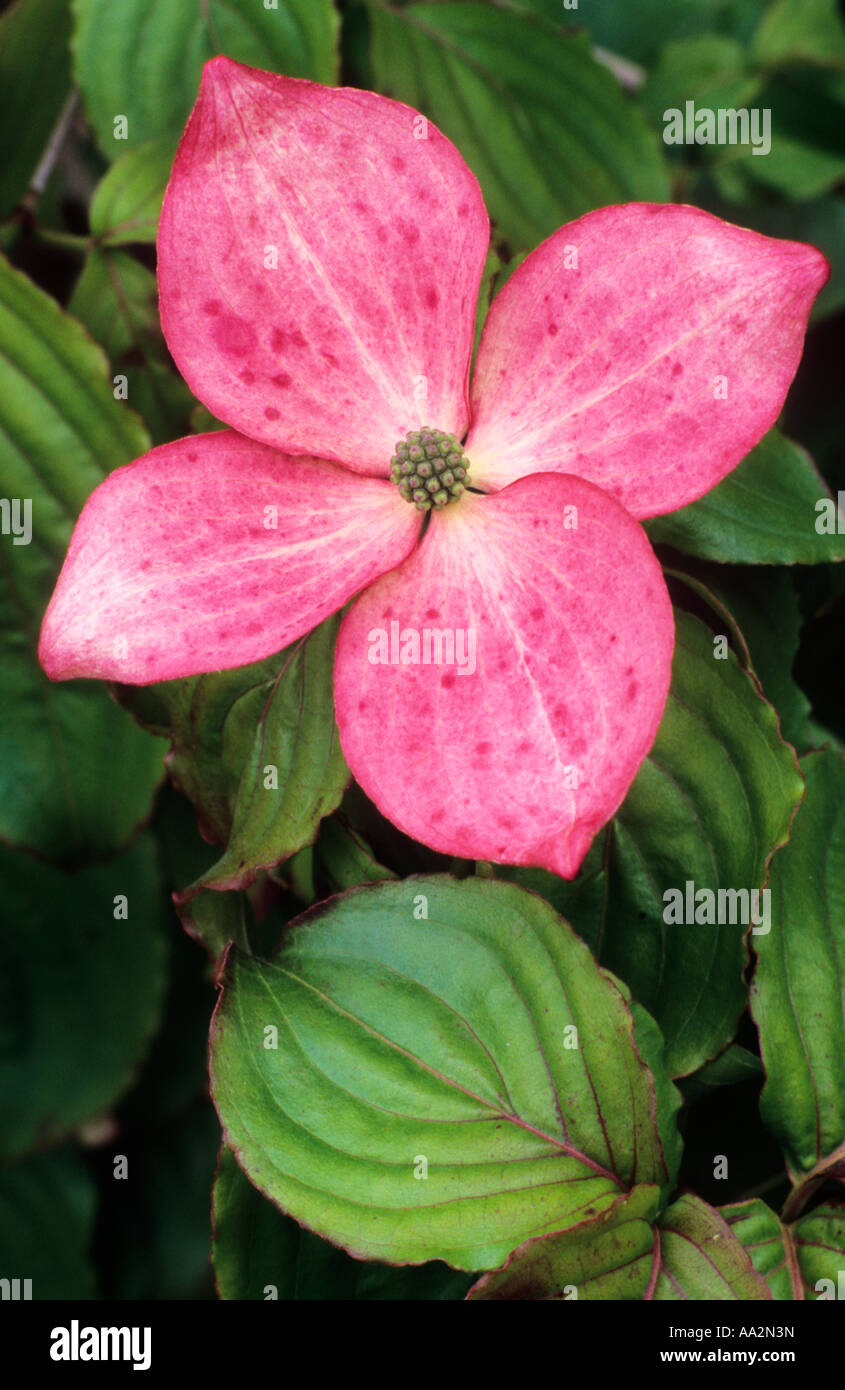 Cornus nuttallii 'Ascona', Dogwood, pink flower, garden plant, dogwoods Stock Photo