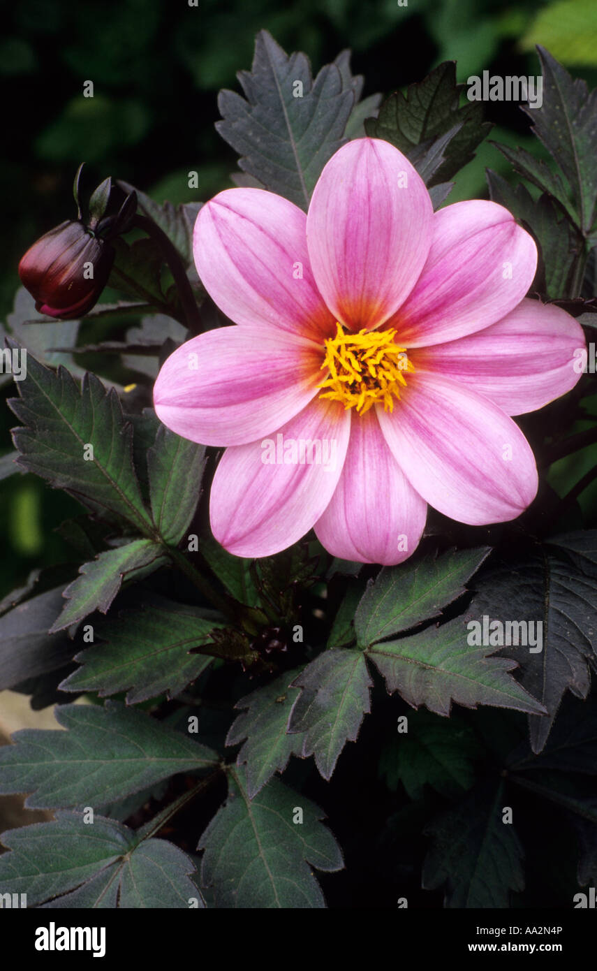 Dahlia 'Candy Eyes', pink flower, garden plant, dahlias Stock Photo Alamy