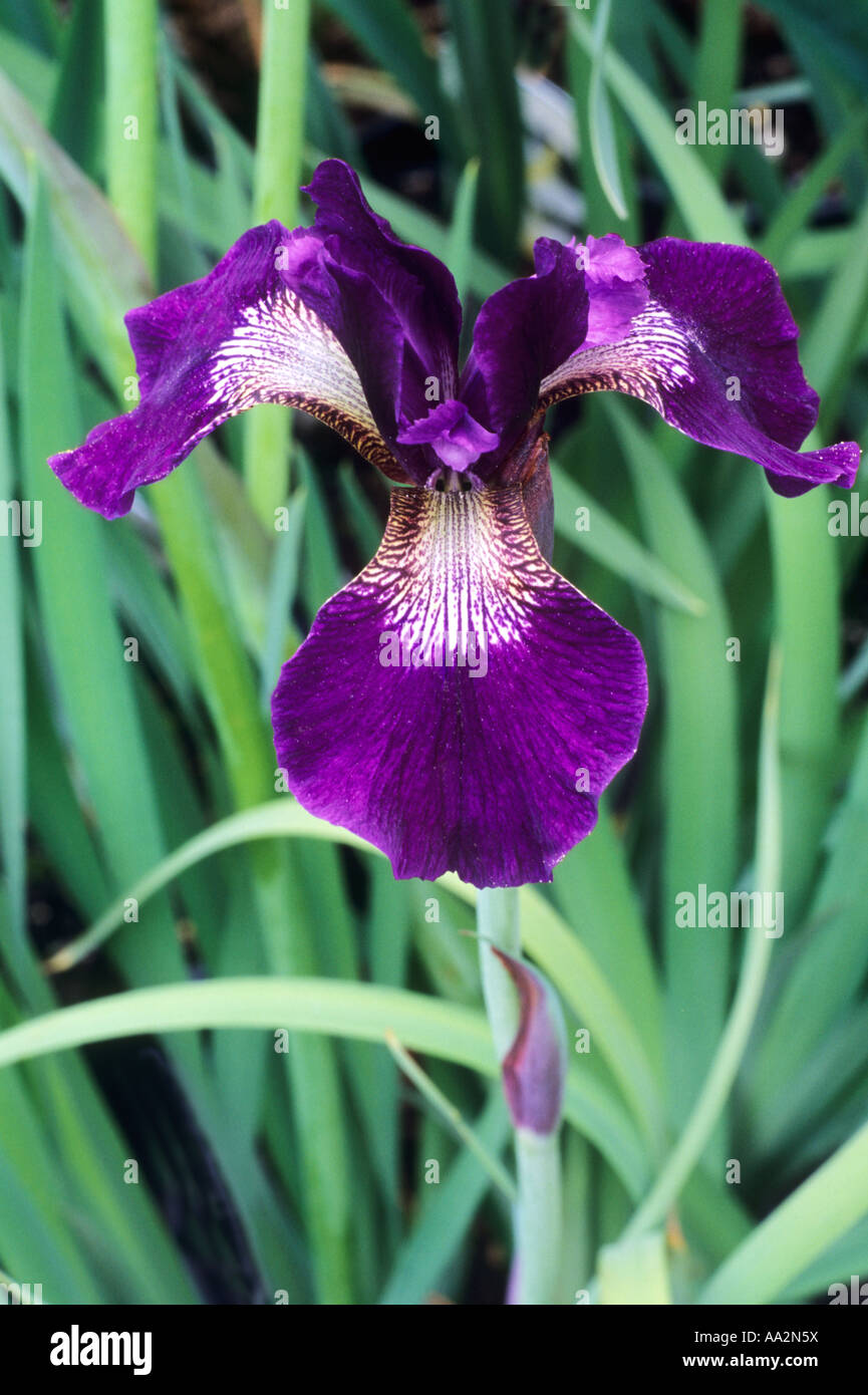 Iris sibirica dunkler wein hires stock photography and images Alamy