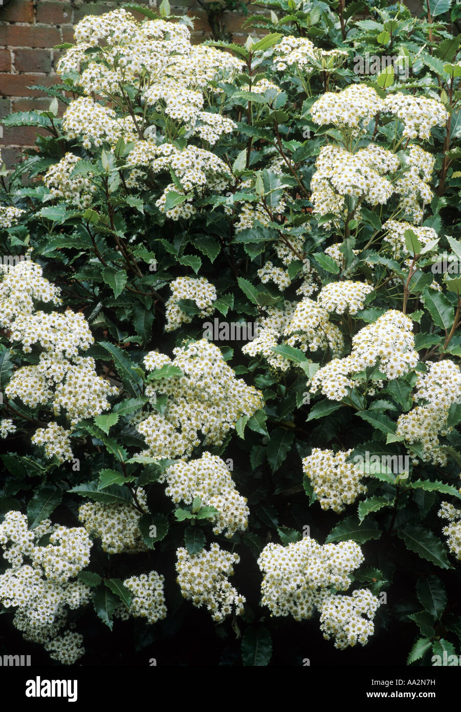 Olearia macrodonta, Daisy Bush, white flowers, garden plant Stock Photo