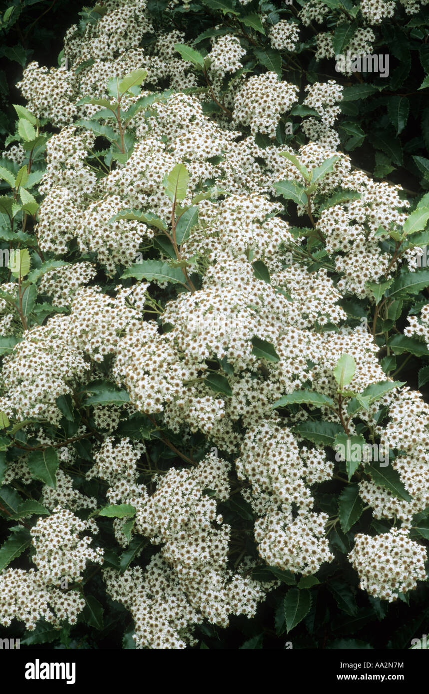 Olearia macrodonta, Daisy Bush, white flowers, garden plant Stock Photo