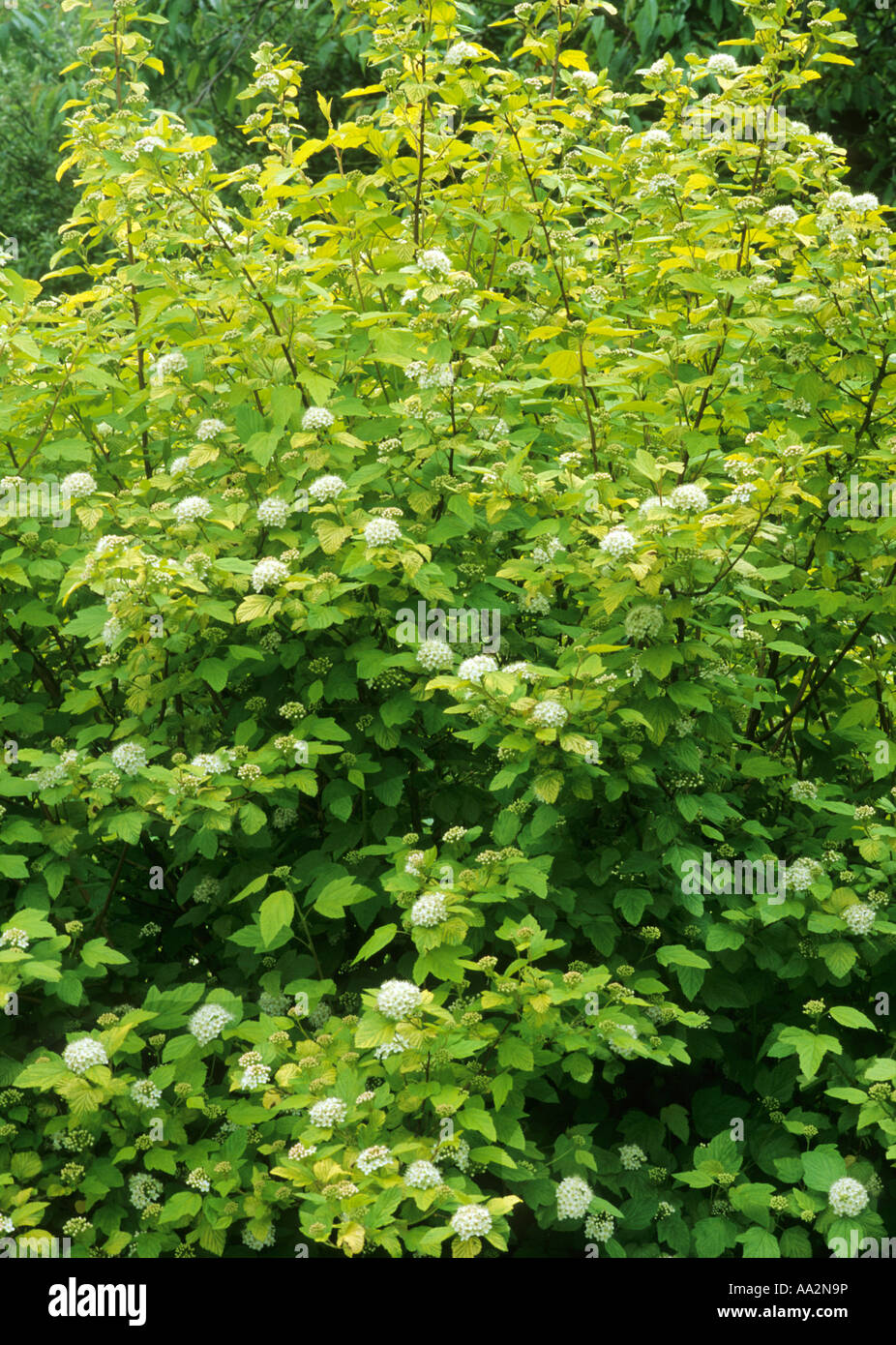 Physocarpus opulifolius Dart s Gold whole shrub Stock Photo