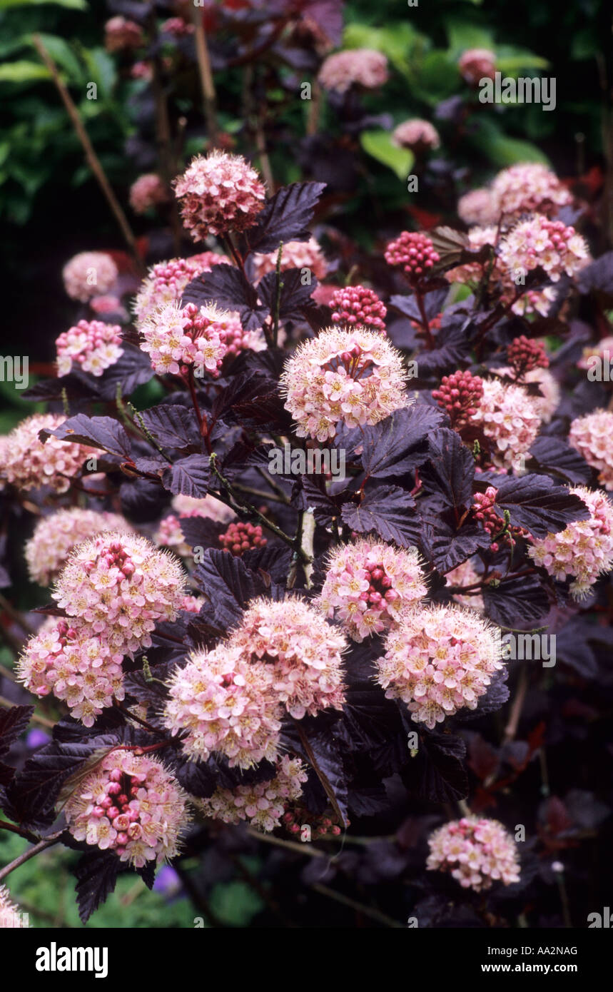 Physocarpus opulifolius 'Lady in Red', Ninebark, dark bronze black foliage, leaf, leaves, pink flowers, garden plant Stock Photo