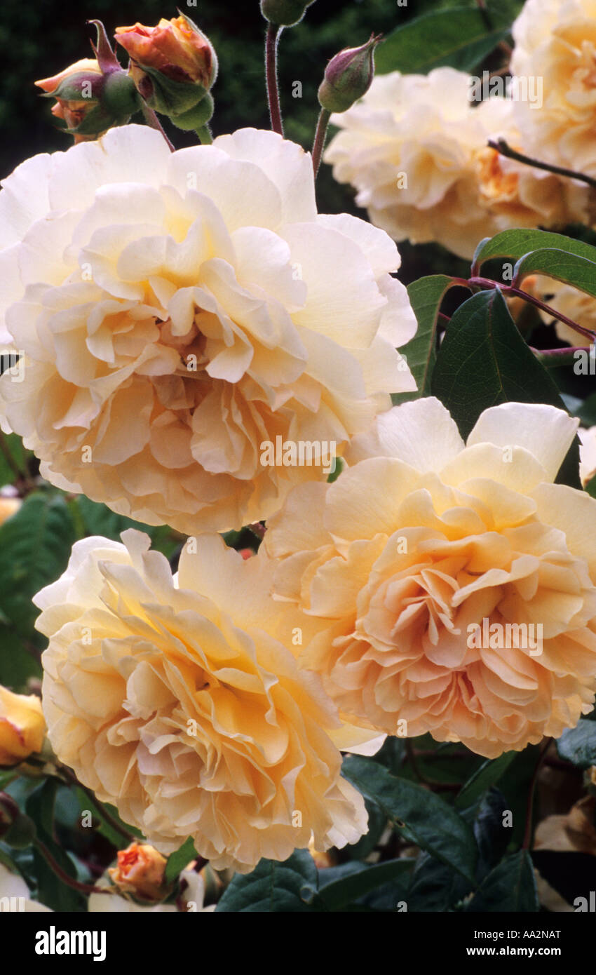 Rosa 'Buff Beauty', hybrid musk rose, flower, garden plant, fragrant roses Stock Photo