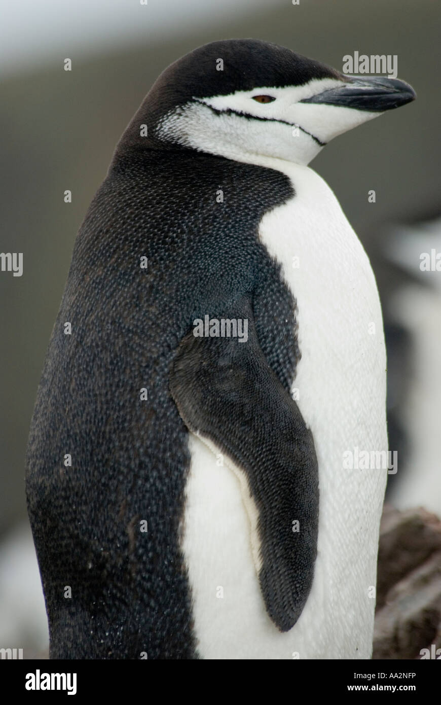 Chinstrap Penguin, Pygoscelis antarctica,  Deception Island Antarctica. Stock Photo