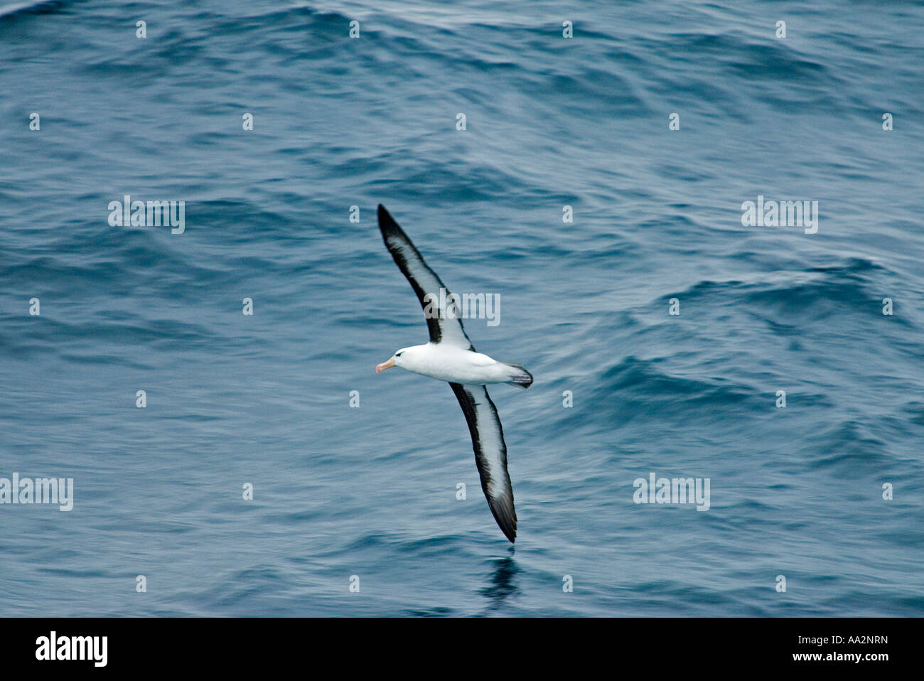Wandering albatross, Diomedea exulans, Drake Passage Southern Ocean Antarctica. Stock Photo
