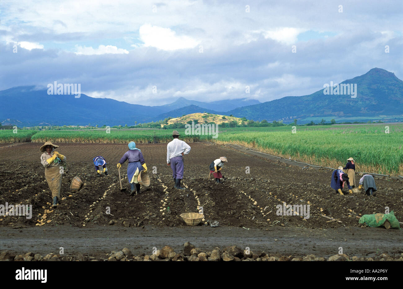 Farm workers potato picking, Mauritius Stock Photo