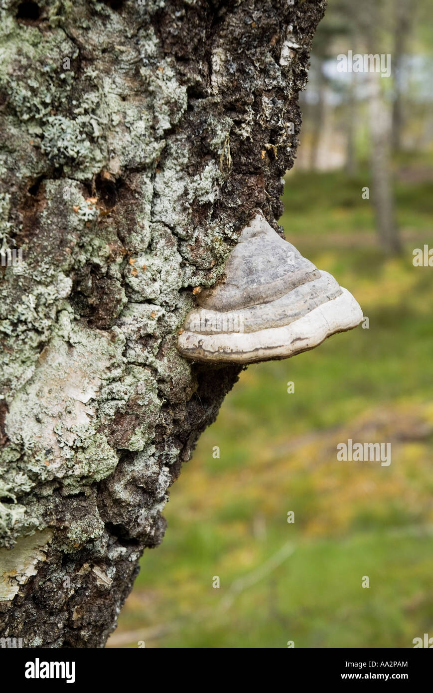 dh Tinder Bracket fungus FUNGI UK Fomes fomentarius on tree trunk bark in Caledonian Forest wood Stock Photo