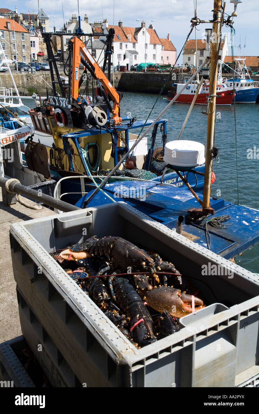 dh European Lobster box SHELLFISH UK Fresh shellfish harbour boats catch homarus gammarus pittenweem seafood scottish fishing scotland fish britain Stock Photo