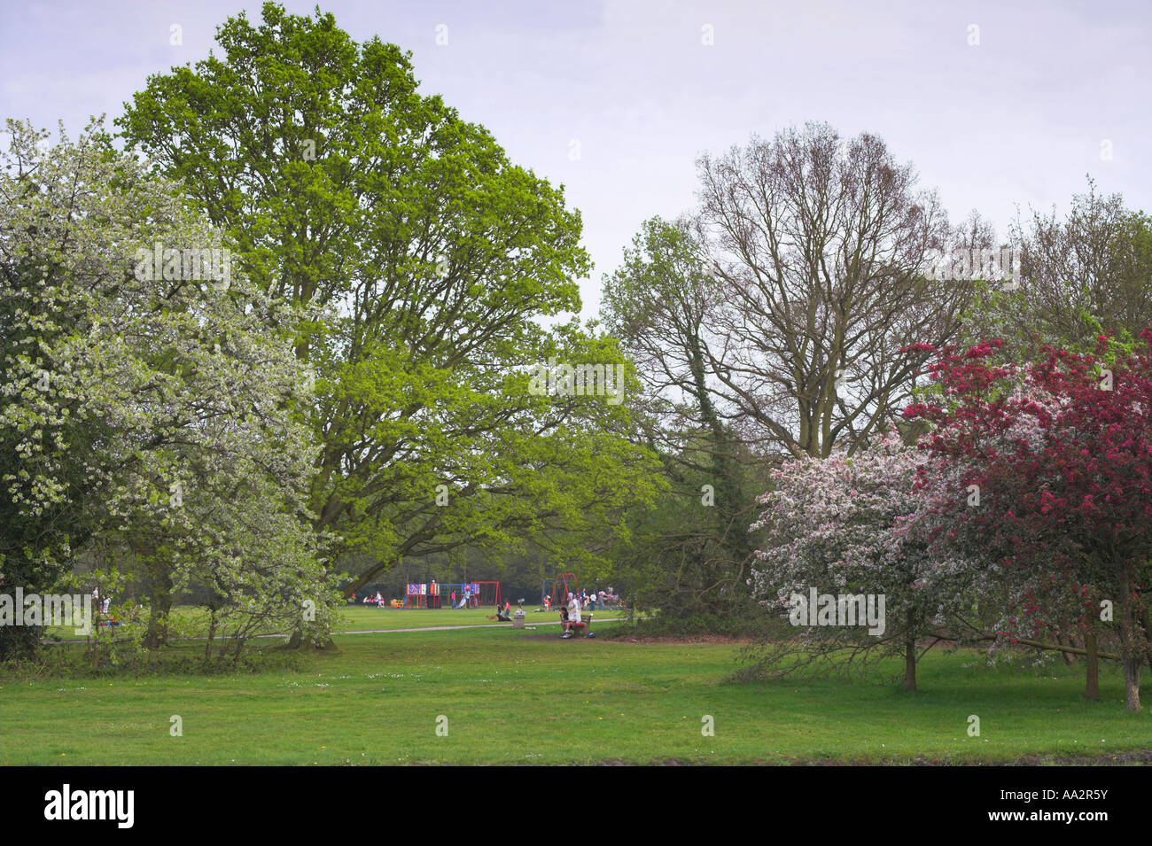 Trees on Gerrards Cross Common Park at Gerrards Cross UK Stock Photo