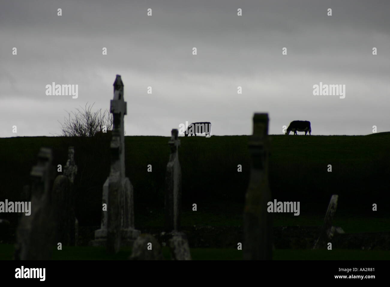Clonmacnoise - celtic highcrosses with cows Stock Photo