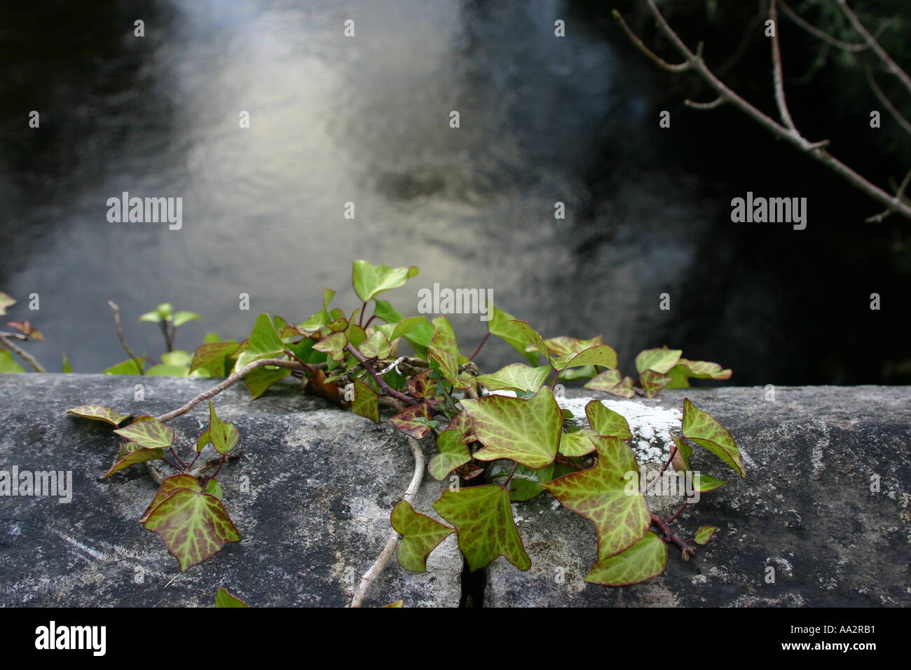 ivy on a bridge over the river Sullane Stock Photo
