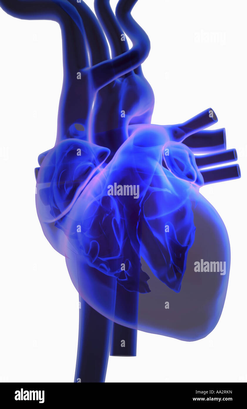 Brachiocephalic Vein Stock Photos & Brachiocephalic Vein Stock Images
