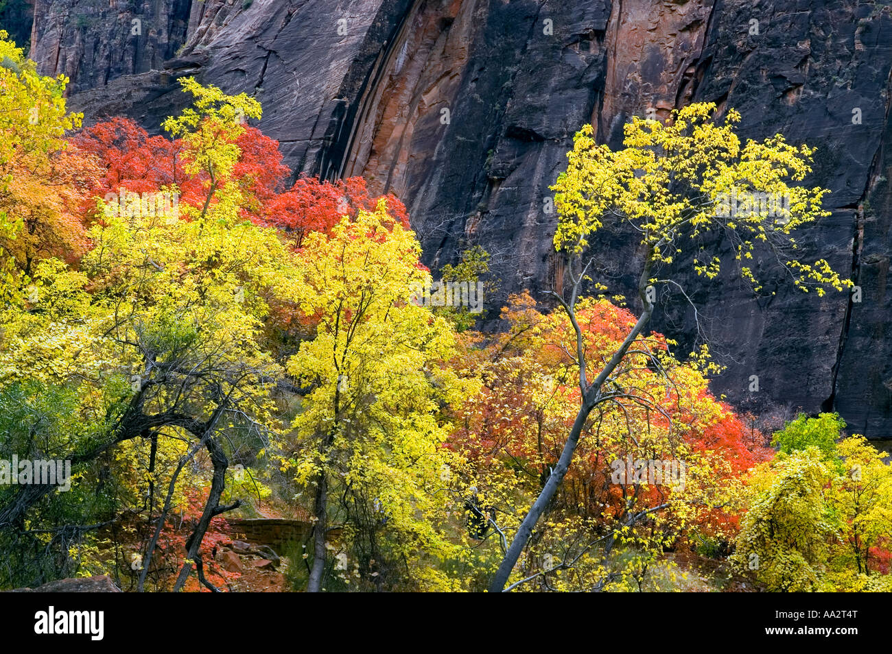 fall foliage at zion canyon Stock Photo Alamy