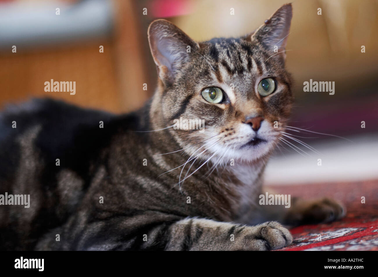 Tabby cat active hi-res stock photography and images - Alamy