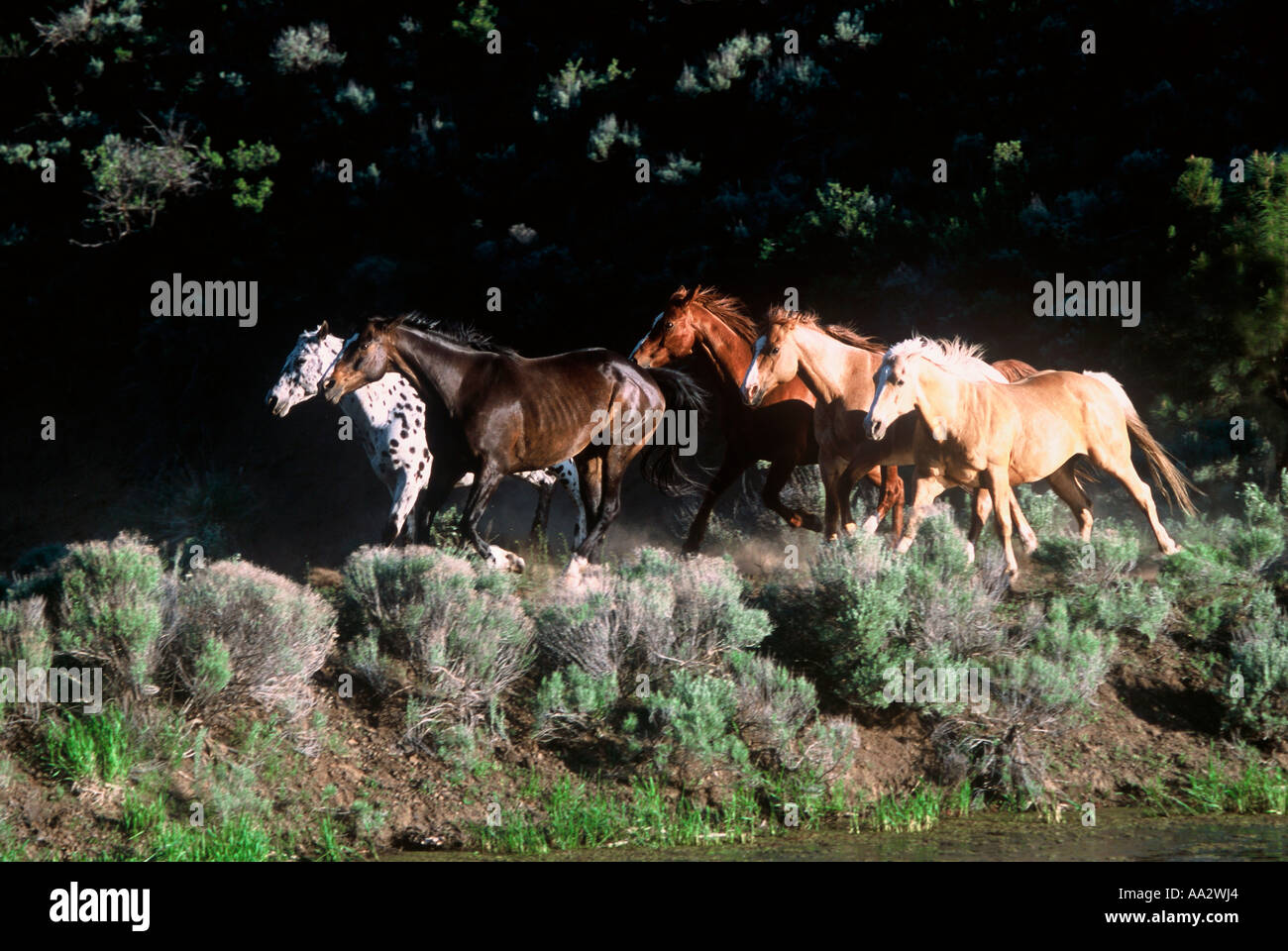 A group of horses running in the sage on a high desert in Oregon Stock Photo