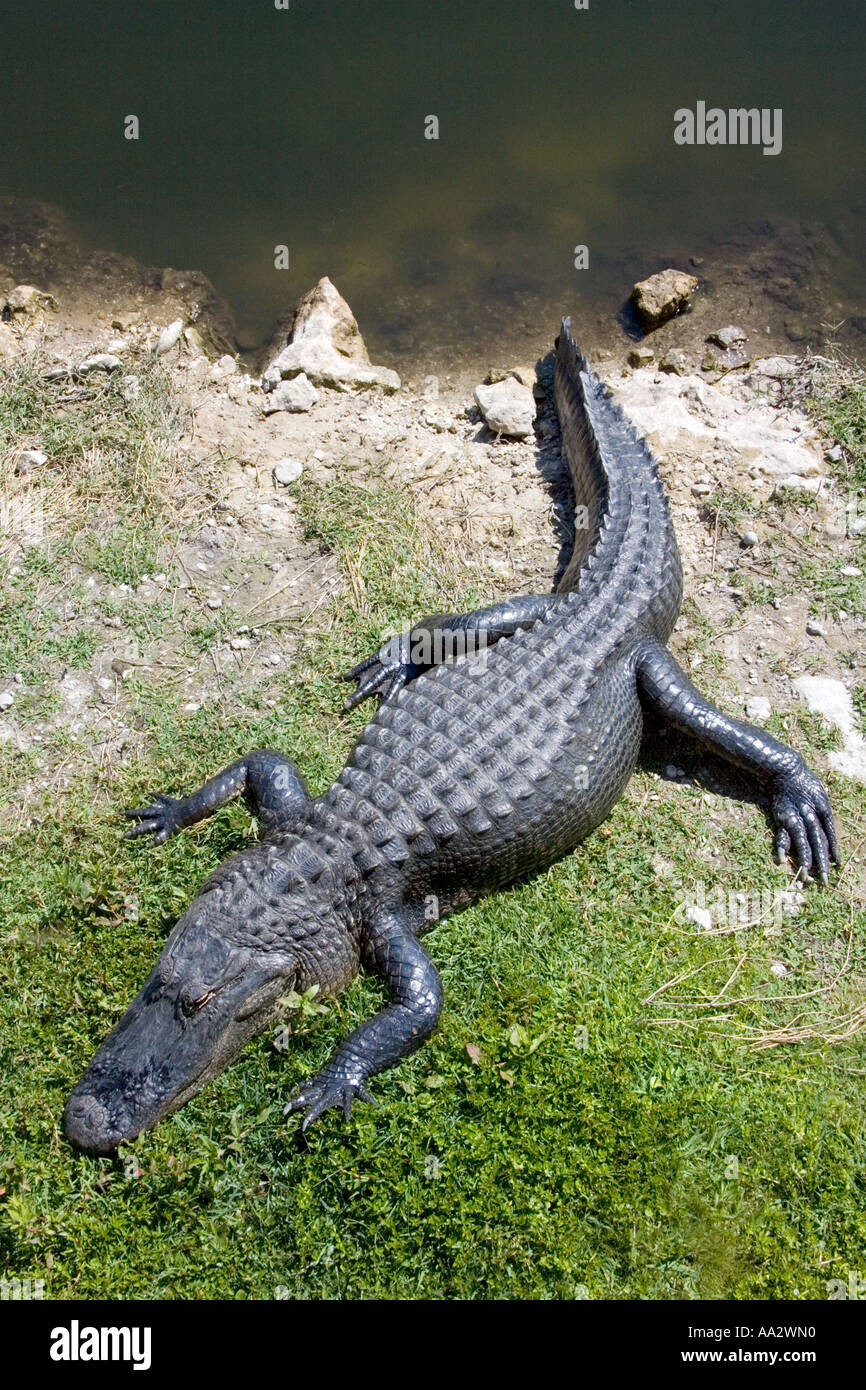 American Alligator Adult basking Stock Photo - Alamy