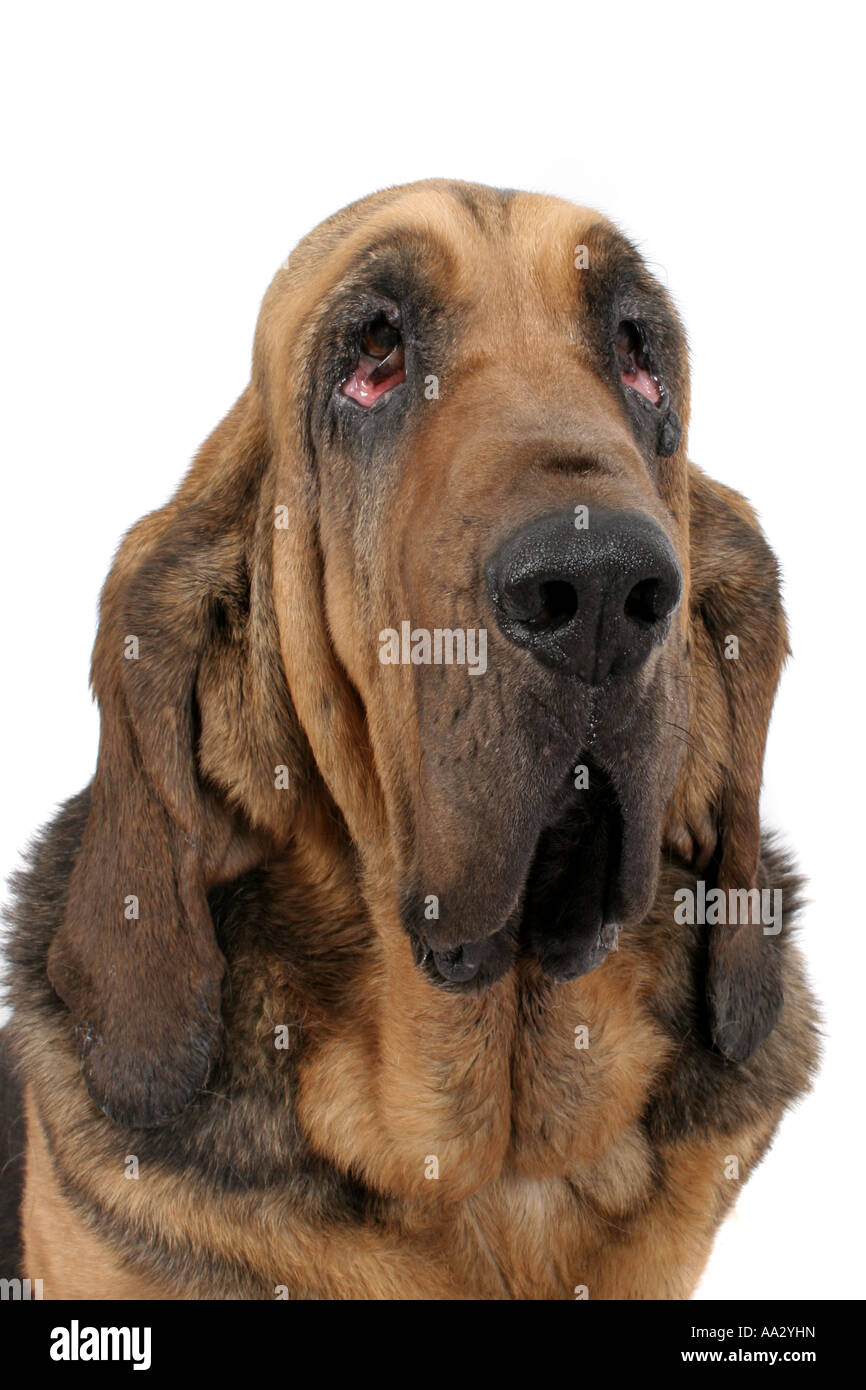 old bloodhound dog Stock Photo 