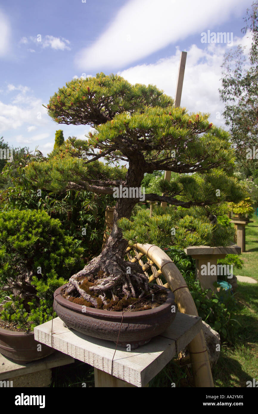 black pine Bonsai trees in Garden Kent Stock Photo - Alamy