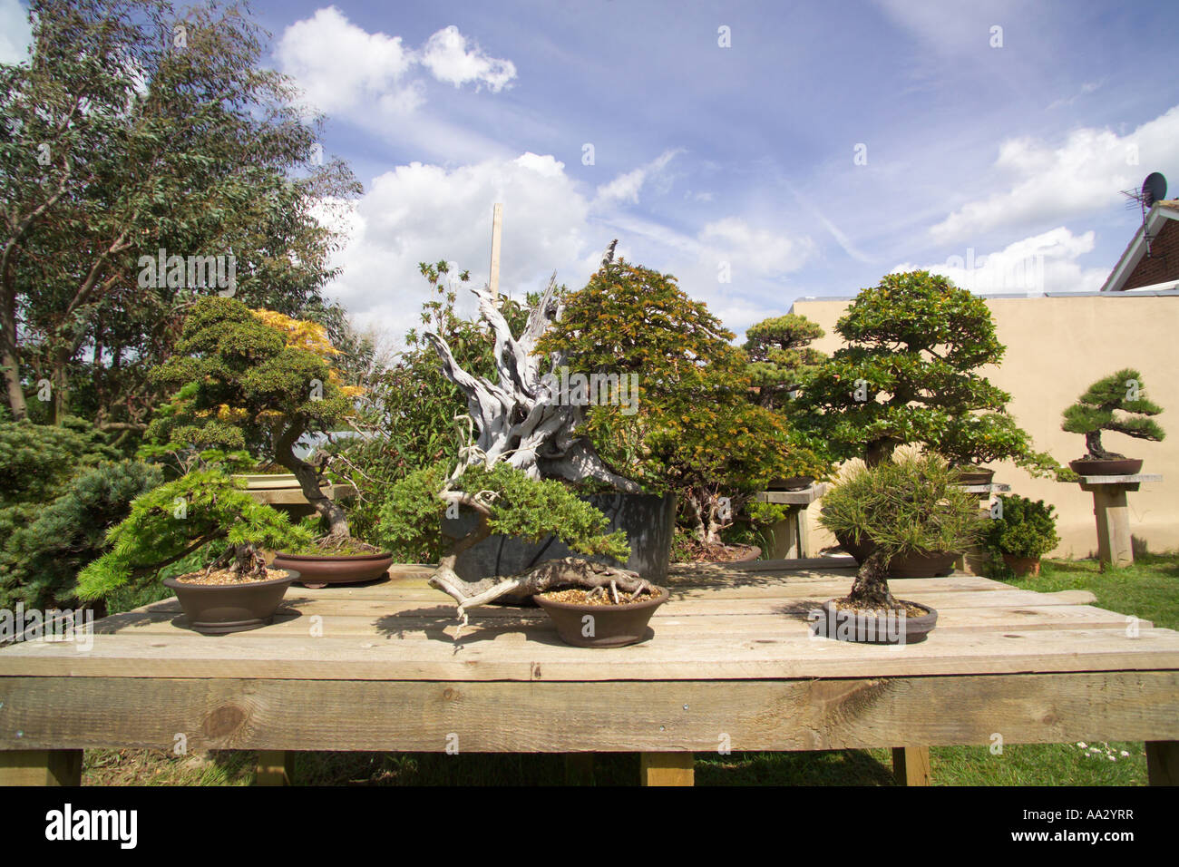 Bonsai trees in Garden Kent Stock Photo Alamy