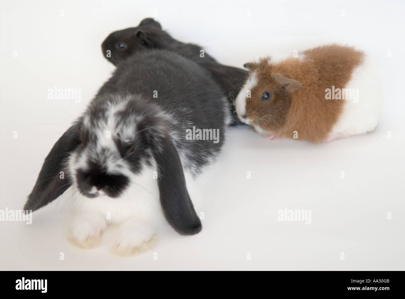 Rabbit and Guinea pigs Stock Photo Alamy