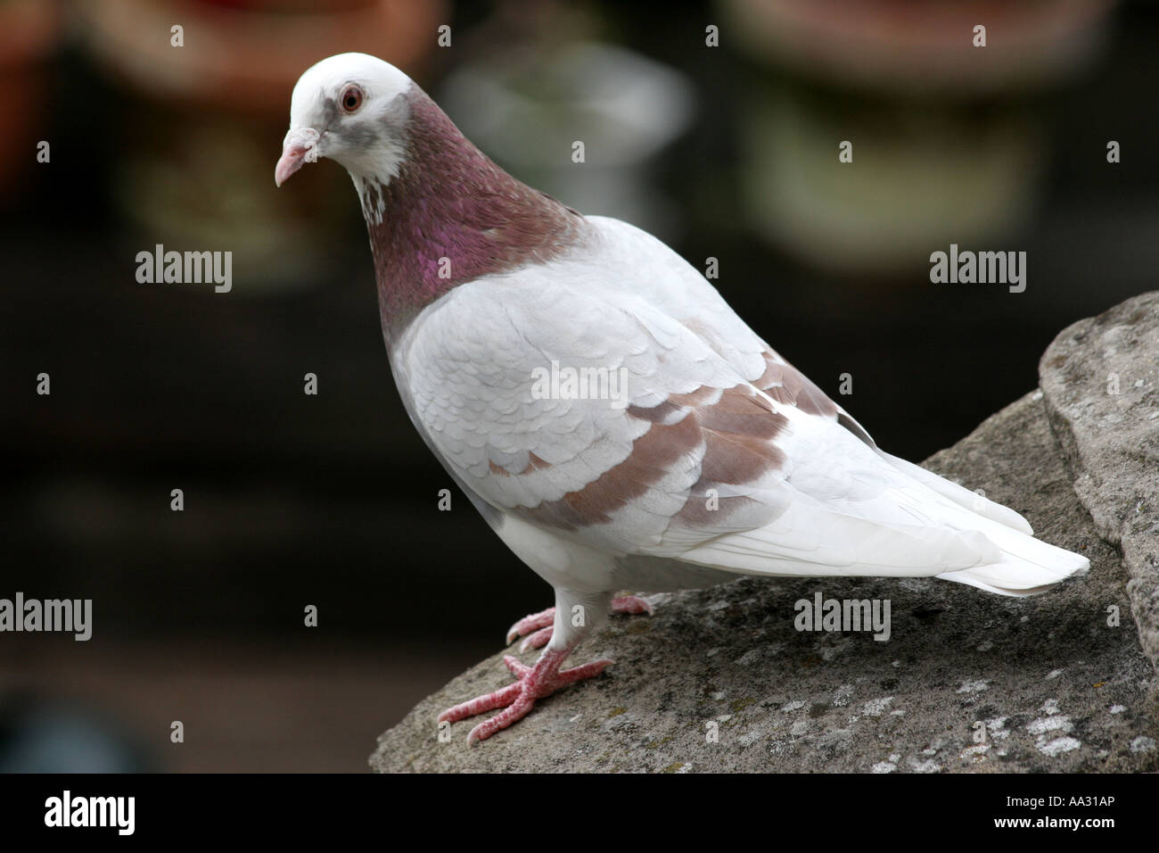 A pigeon or dove with unusual colourings pictured in Southern England. Stock Photo