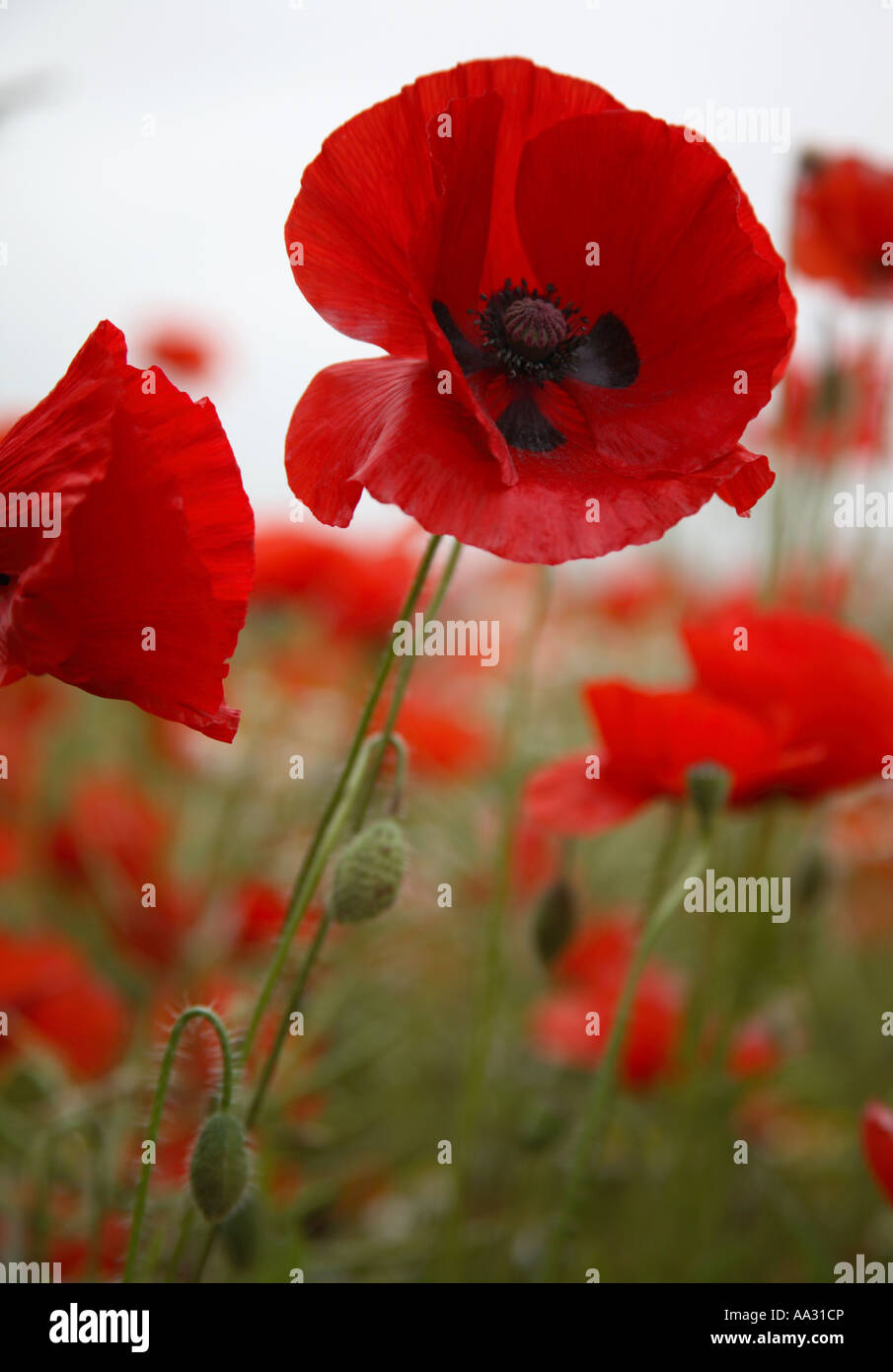 Red poppy with black spots hi-res stock photography and images - Alamy
