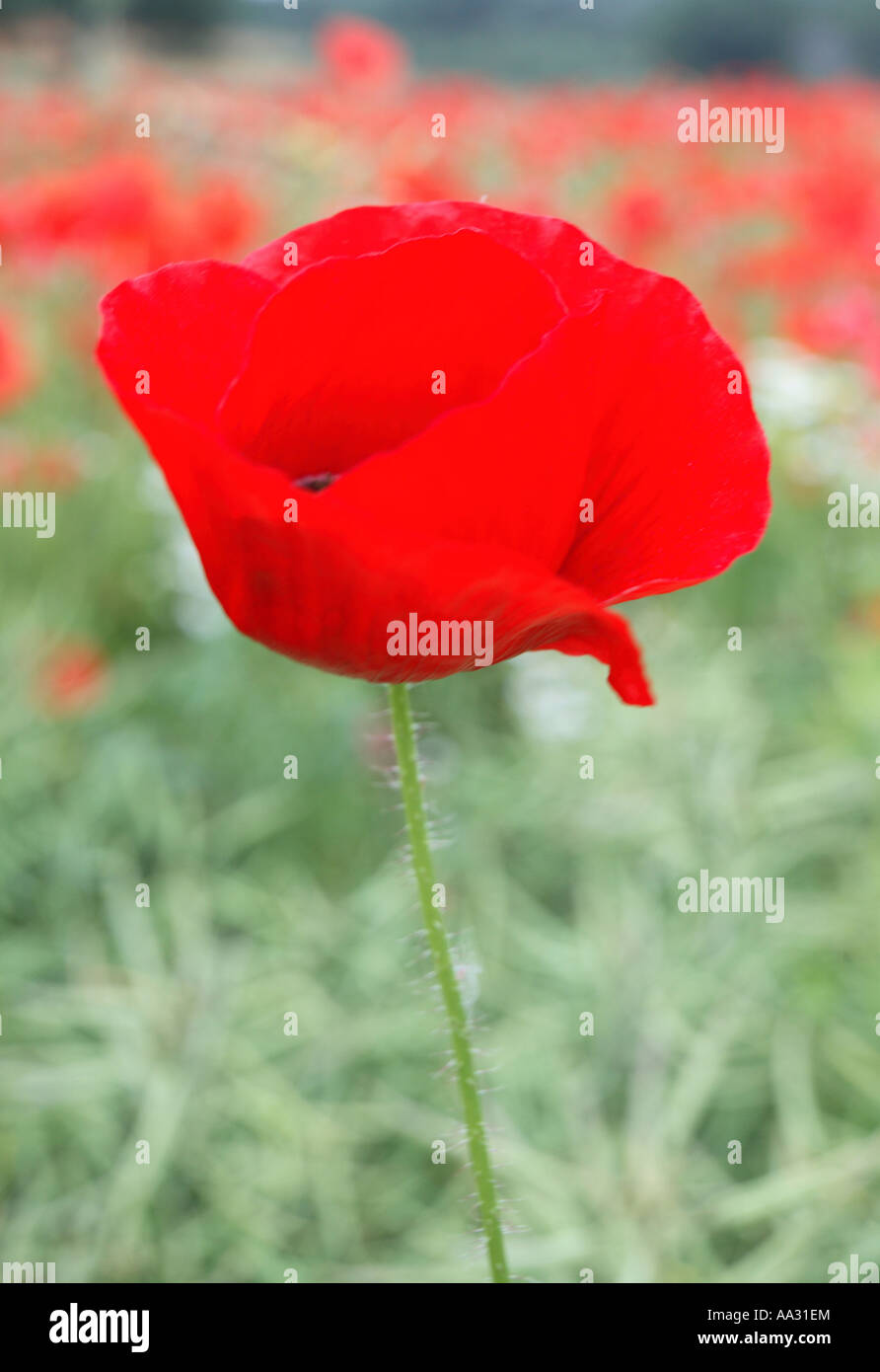Red poppy with black spots hi-res stock photography and images - Alamy