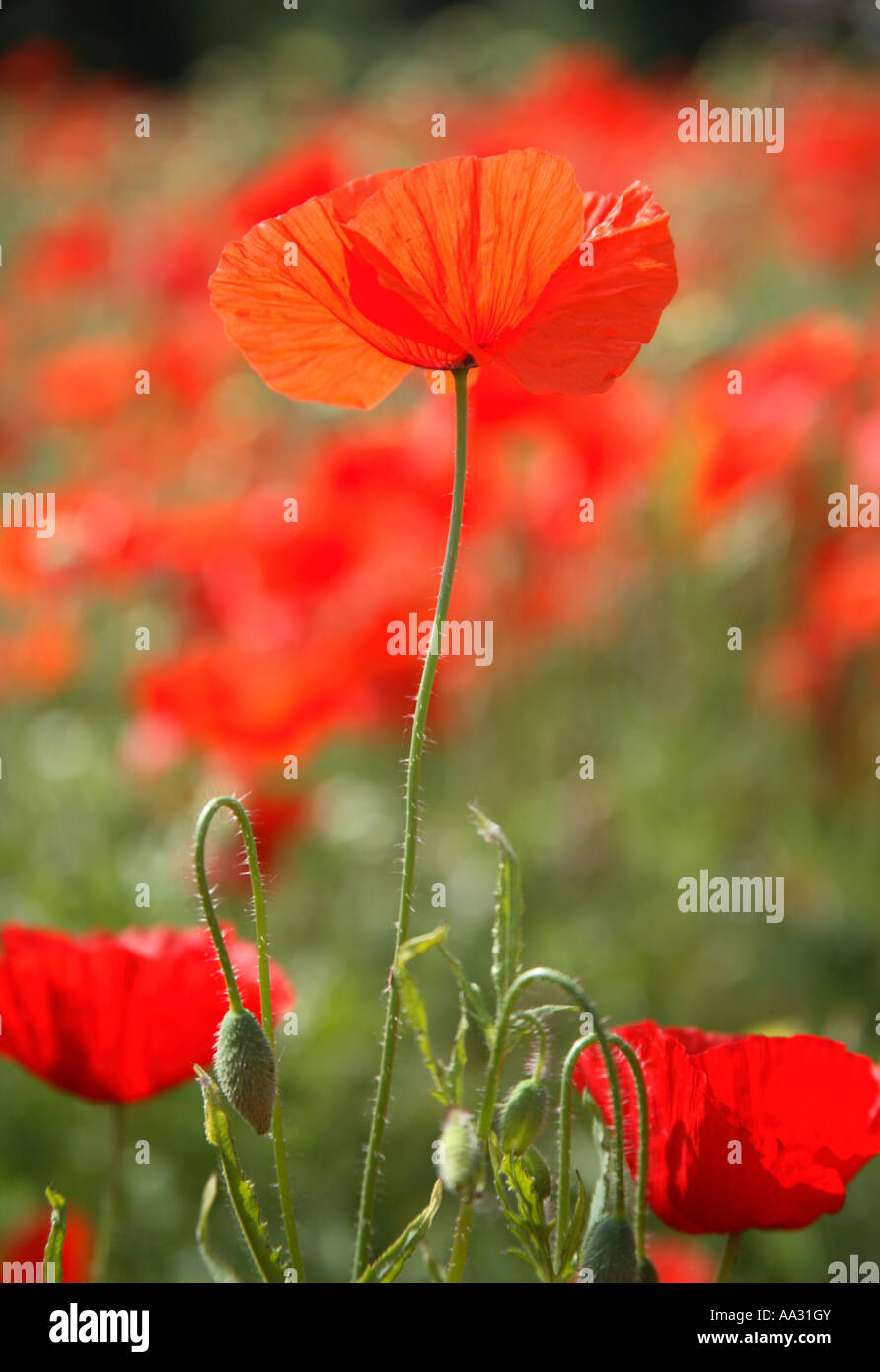 Red poppy with black spots hi-res stock photography and images - Alamy