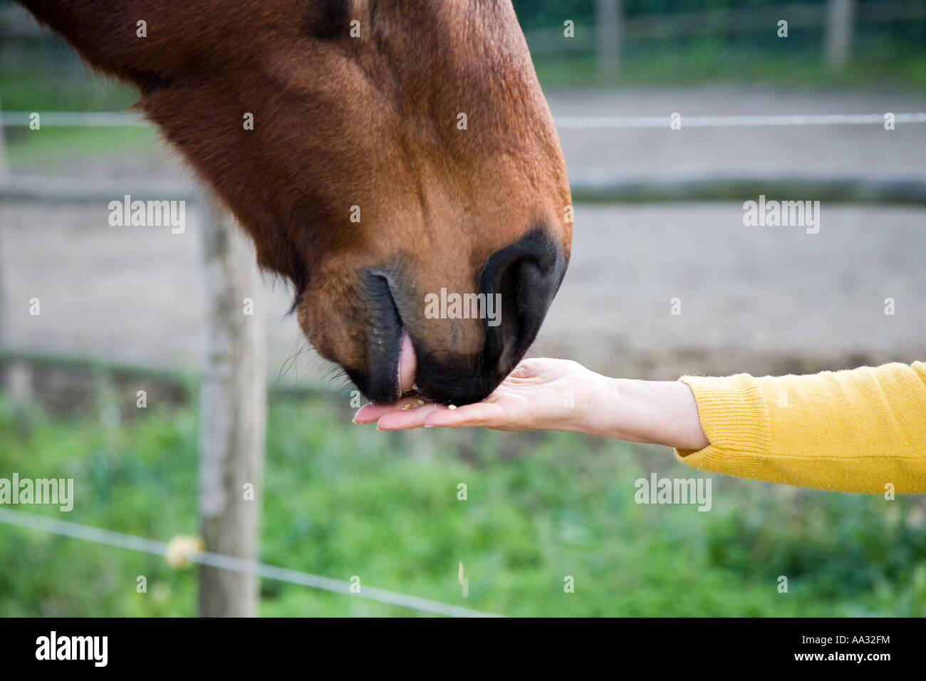 Hand feeding barley to a horse Stock Photo Alamy